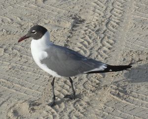 Laughing Gull