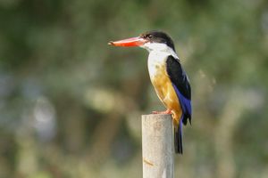 Black-capped Kingfisher