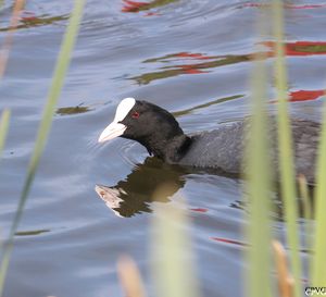 Eurasian Coot