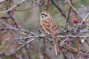Meadow Bunting