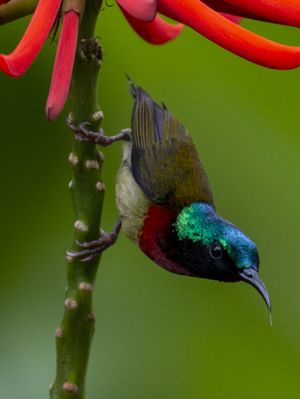 Fork-tailed Sunbird