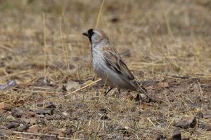 Pere David's Snowfinch