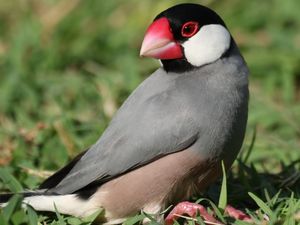Java Sparrow