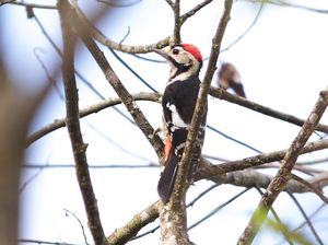 Crimson-naped Woodpecker