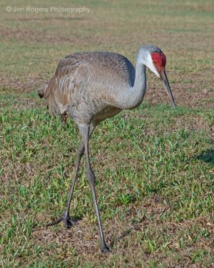 Sandhill Crane