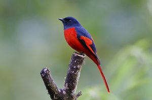 Grey-chinned Minivet