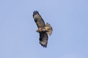Eastern Buzzard