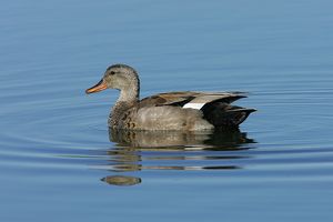 Gadwall