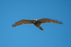 Grey-faced Buzzard