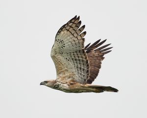 Changeable Hawk-Eagle