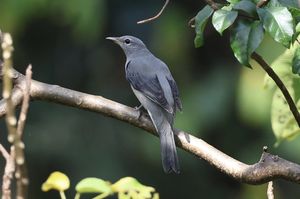 Black-winged Cuckooshrike