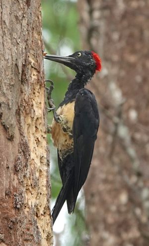 White-bellied Woodpecker