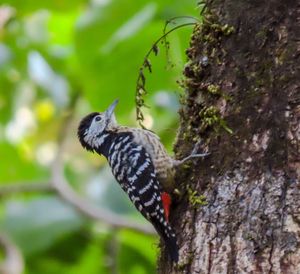 Stripe-breasted Woodpecker