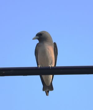 Ashy Woodswallow