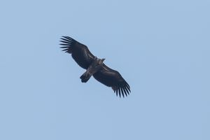 Himalayan Vulture