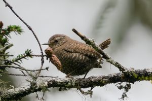 Eurasian Wren