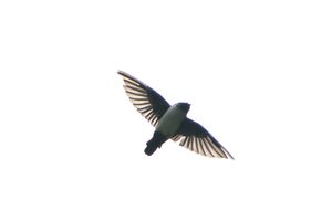 Nepal House Martin