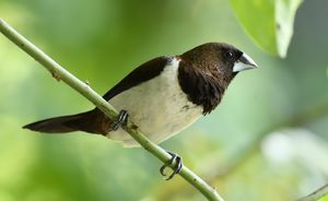 White-rumped Munia