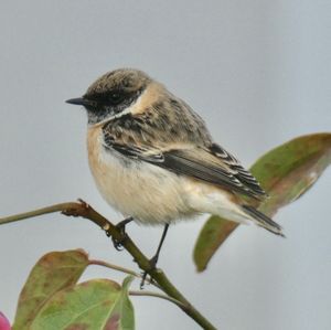 Siberian Stonechat