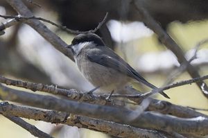 Sichuan Tit