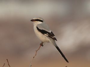 Chinese Grey Shrike