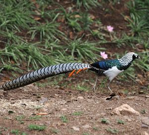 Lady Amherst's Pheasant