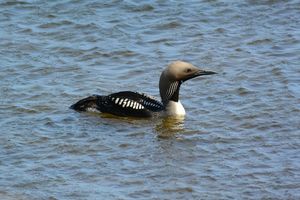 Black-throated Loon