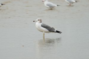 Black-tailed Gull