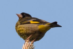 Black-headed Greenfinch