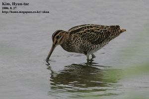 Swinhoe's Snipe