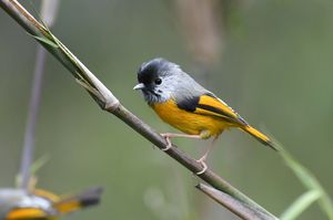Golden-breasted Fulvetta