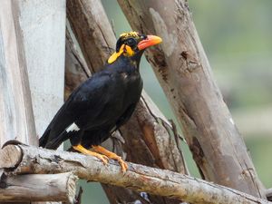 Common Hill Myna