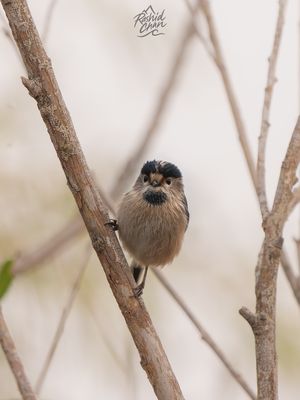 Silver-throated Bushtit