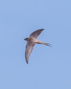 Asian Palm Swift