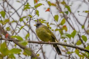 Crested Finchbill