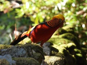 Golden Pheasant
