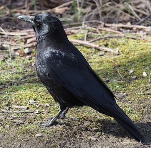 Carrion Crow