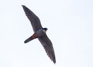 Eurasian Hobby
