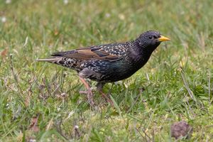 Common Starling