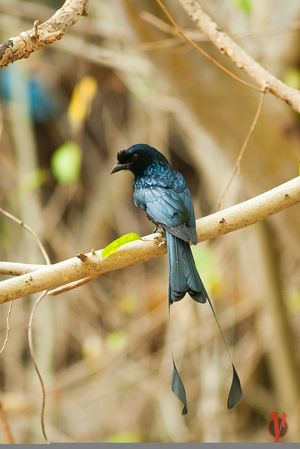 Greater Racket-tailed Drongo