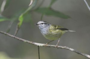 Ashy-throated Warbler
