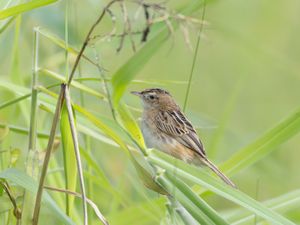 Zitting Cisticola