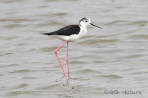 Black-winged Stilt