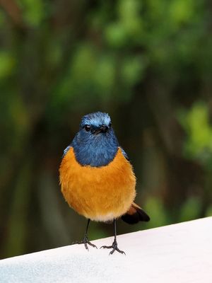 Blue-fronted Redstart