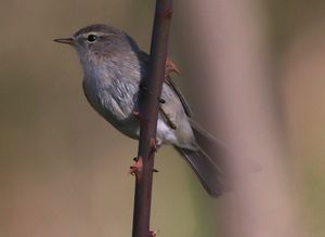 Mountain Chiffchaff