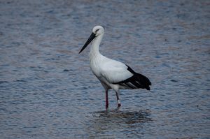 Oriental Stork