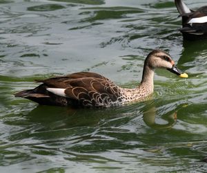 Indian Spot-billed Duck