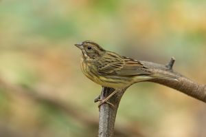 Chestnut Bunting