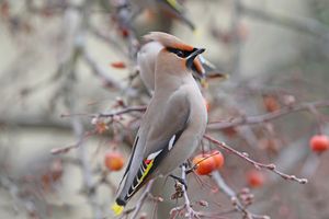 Bohemian Waxwing