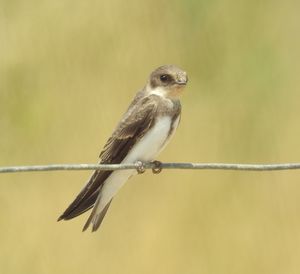 Sand Martin